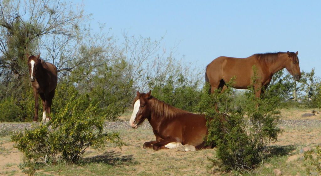 Horses in the desert landscape near Fort McDowell, Arizona